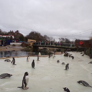 Redone penguins rock 19.11.23