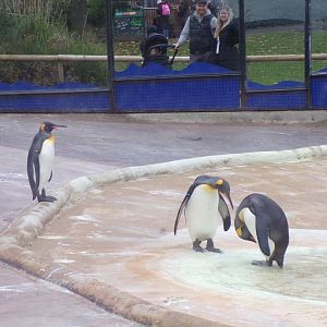 King penguins 19.11.23