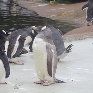 Gentoo penguin 19.11.23