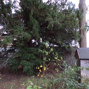Huge tree behind budongo trail 19.11.23