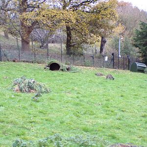 Western grey kangaroos 19.11.23