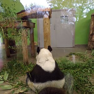 One of the last photos I got of Yang Guang 19.11.23