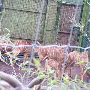 Nyala family 19.11.23