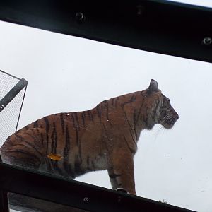 Sumatran tiger 19.11.23