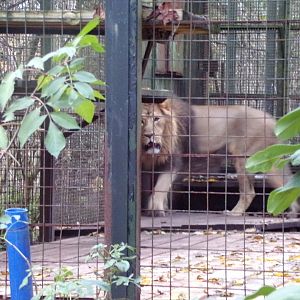 Asiatic lion (unfortunately pacing) 19.11.23