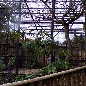 Asiatic lion holding cage 19.11.23