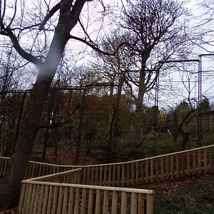 Asiatic lion enclosure with new fencing 19.11.23