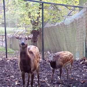 Visayan spotted deer family 19.11.23