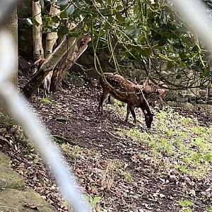 Visayan spotted deer 9.12.23