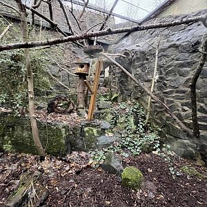 Scottish wildcat male enclosure 9.12.23