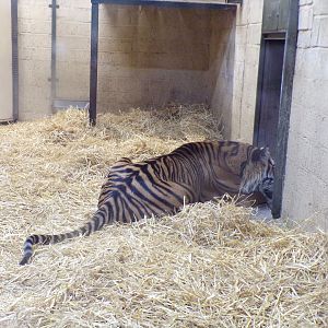 Sumatran tiger 9.12.23