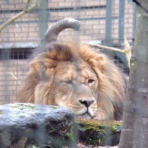 Asiatic lion 9.12.23