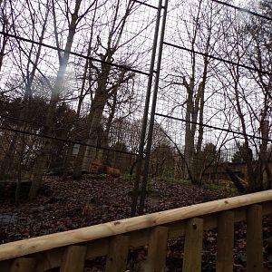 Asiatic lion enclosure 9.12.23