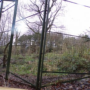 Asiatic lion enclosure 9.12.23