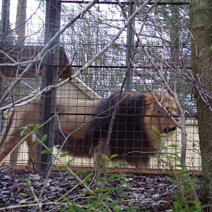 Asiatic lion 9.12.23