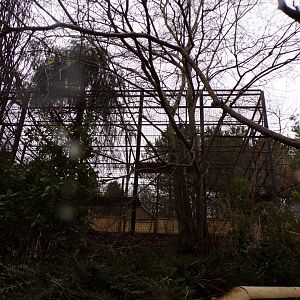 Asiatic lion holding cage 9.12.23