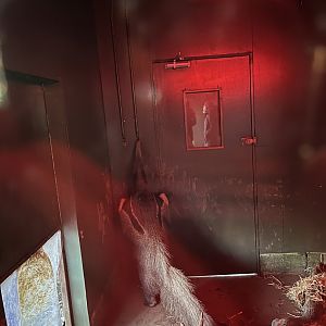 Giant anteater at the door 1.1.24