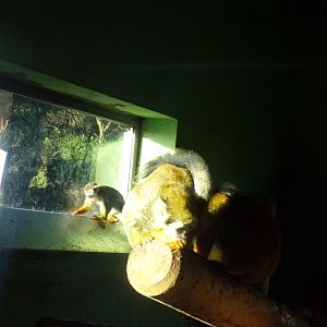 Squirrel monkeys 1.1.24