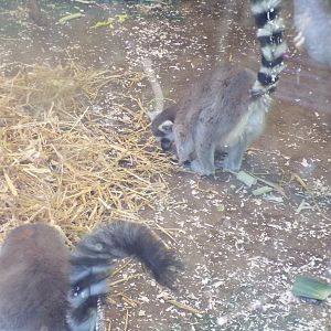 Ring-tailed lemurs 1.1.24