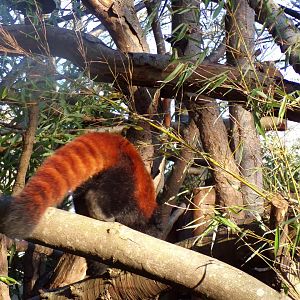 Red panda 1.1.24