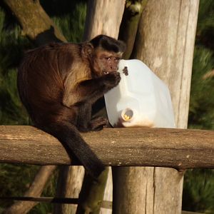 Brown capuchin with enrichment 1.1.24