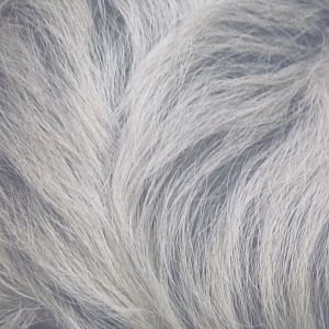 Linne’s two-toed sloth fur close up 1.1.24