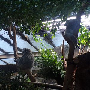 Queensland koalas 1.1.24