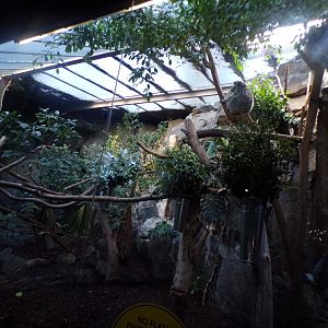 Queensland koala enclosure 1.1.24
