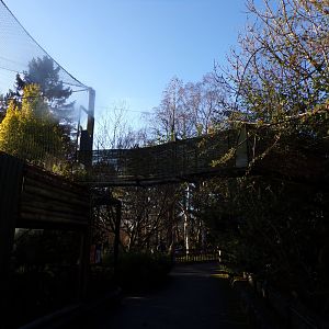 Red-bellied lemur overhead tunnel access to indoors 1.1.24