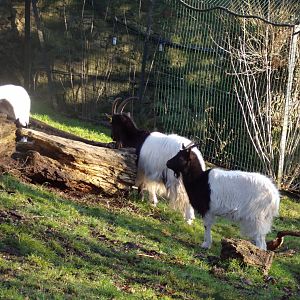 Bagot goats 1.1.24