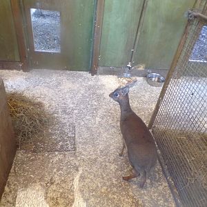 Kirk’s dik-dik 1.1.24