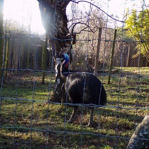 Southern cassowary 1.1.24