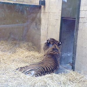 Sumatran tiger 1.1.24