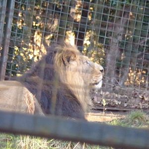 Asiatic lion 1.1.24