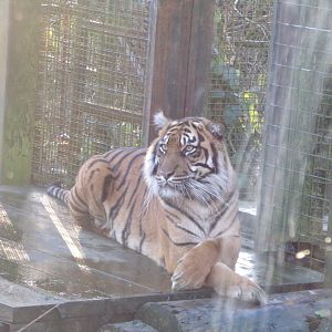 Sumatran tiger “Dharma” 1.1.24
