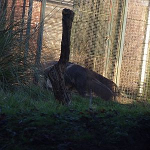 Giant anteater 1.1.24
