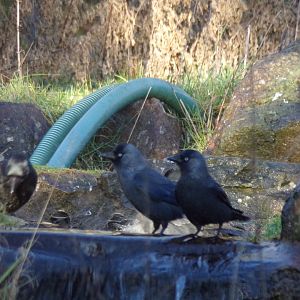 Jackdaws in banteng pool 1.1.24