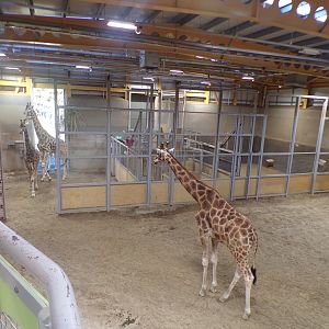 Rothschild’s giraffes 1.1.24