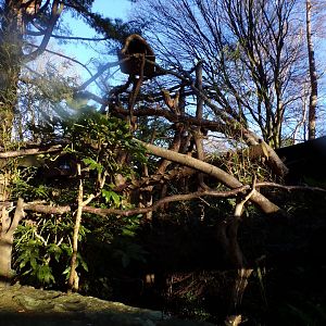 Section of red panda enclosure 1.1.24