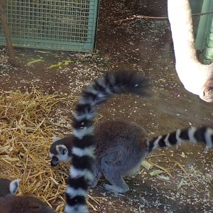 Ring-tailed lemur 1.1.24