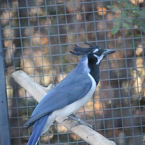 Black-throated Magpie Jay (Calocitta formosa)