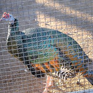 Ocellated Turkey (Meleagris ocellata)