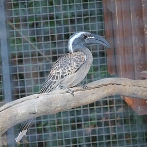 African Grey Hornbill (Tockus nasutus)