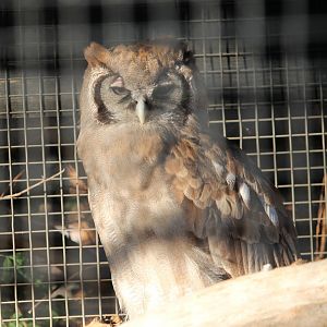 Verreaux’s Eagle-owl (Bubo lacteus)