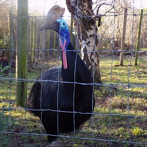 Southern cassowary 1.1.24
