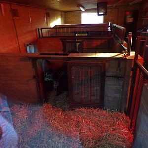 Visyan warty pig indoors 1.1.24