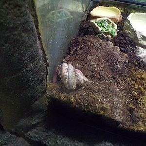 Land hermit crab 1.1.24