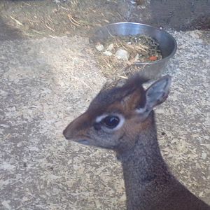 Kirk’s dik-dik close-up 1.1.24