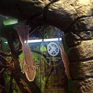 Henkel’s leaf-tailed gecko 1.1.24