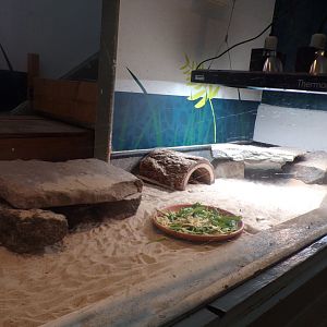 Pancake tortoise enclosure 1.1.24